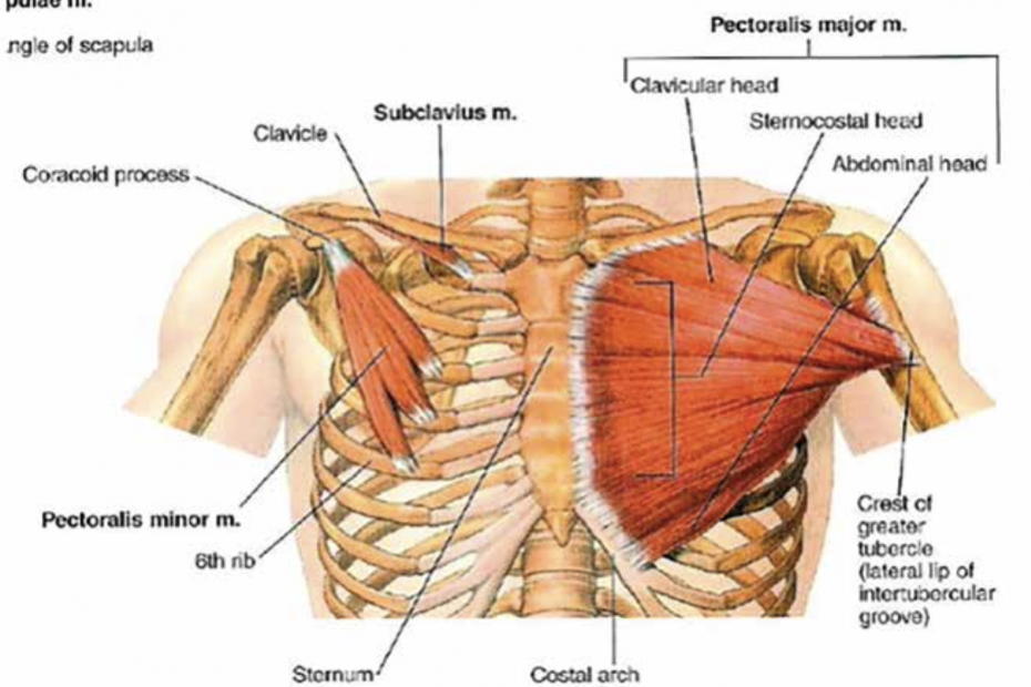 Studio osservazionale su lesioni cutanee e contratture articolari