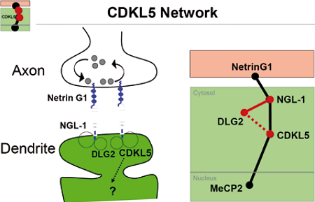 cdkl5-network