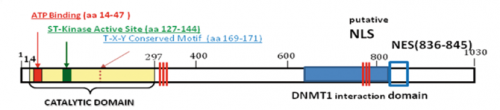forme-atipiche-nella-sindrome-di-rett-ruolo-di-cdkl5-e-foxg1-01