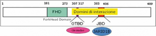 forme-atipiche-nella-sindrome-di-rett-ruolo-di-cdkl5-e-foxg1-03