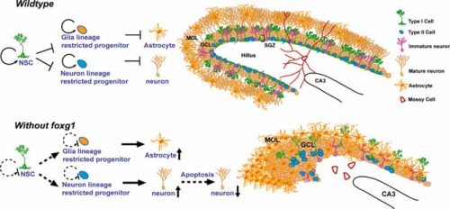 forme-atipiche-nella-sindrome-di-rett-ruolo-di-cdkl5-e-foxg1-04